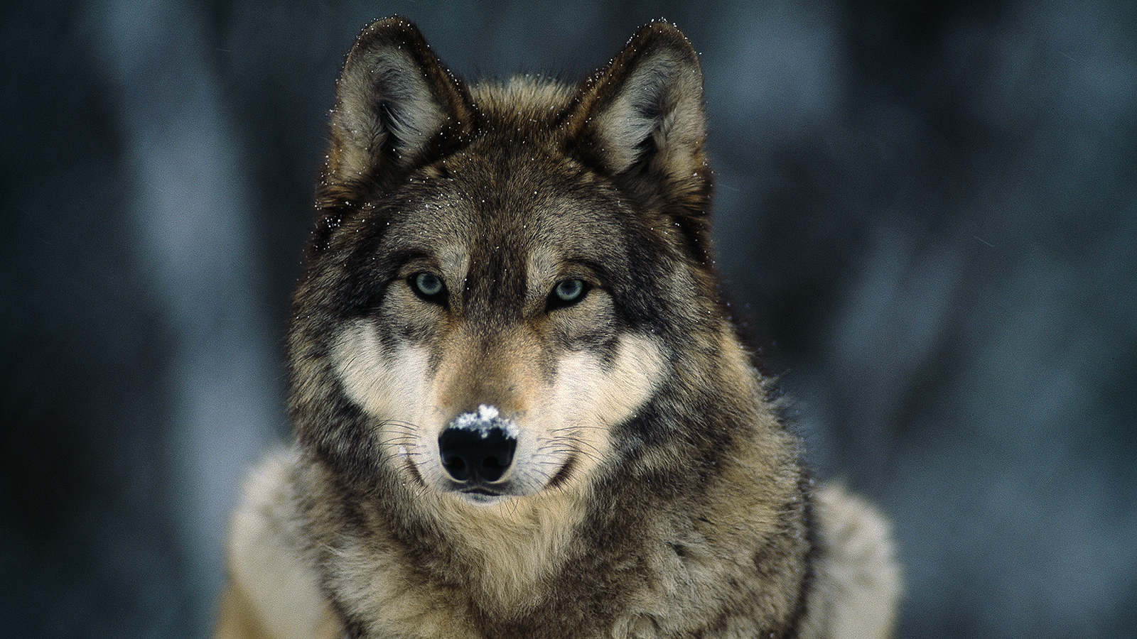 gray-wolf-closeup.jpg