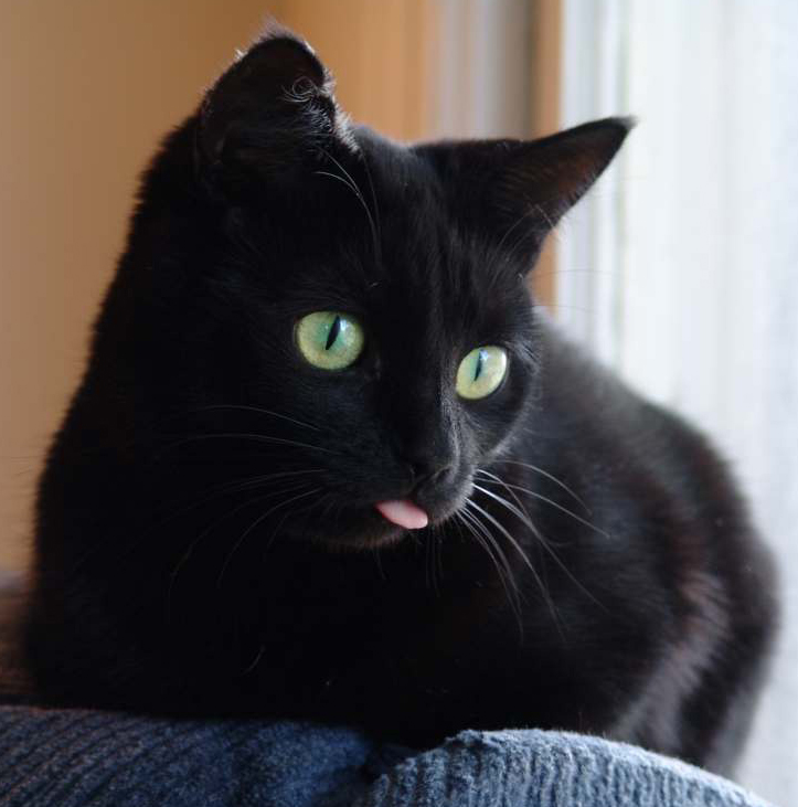 beautiful-black-cat-cats-kitten-kitty-pi