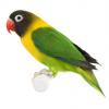 Bird Watcher