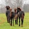 FiretailFriesian